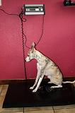 WHIPPET - PESEE 024